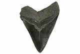Fossil Megalodon Tooth - South Carolina #331522-1